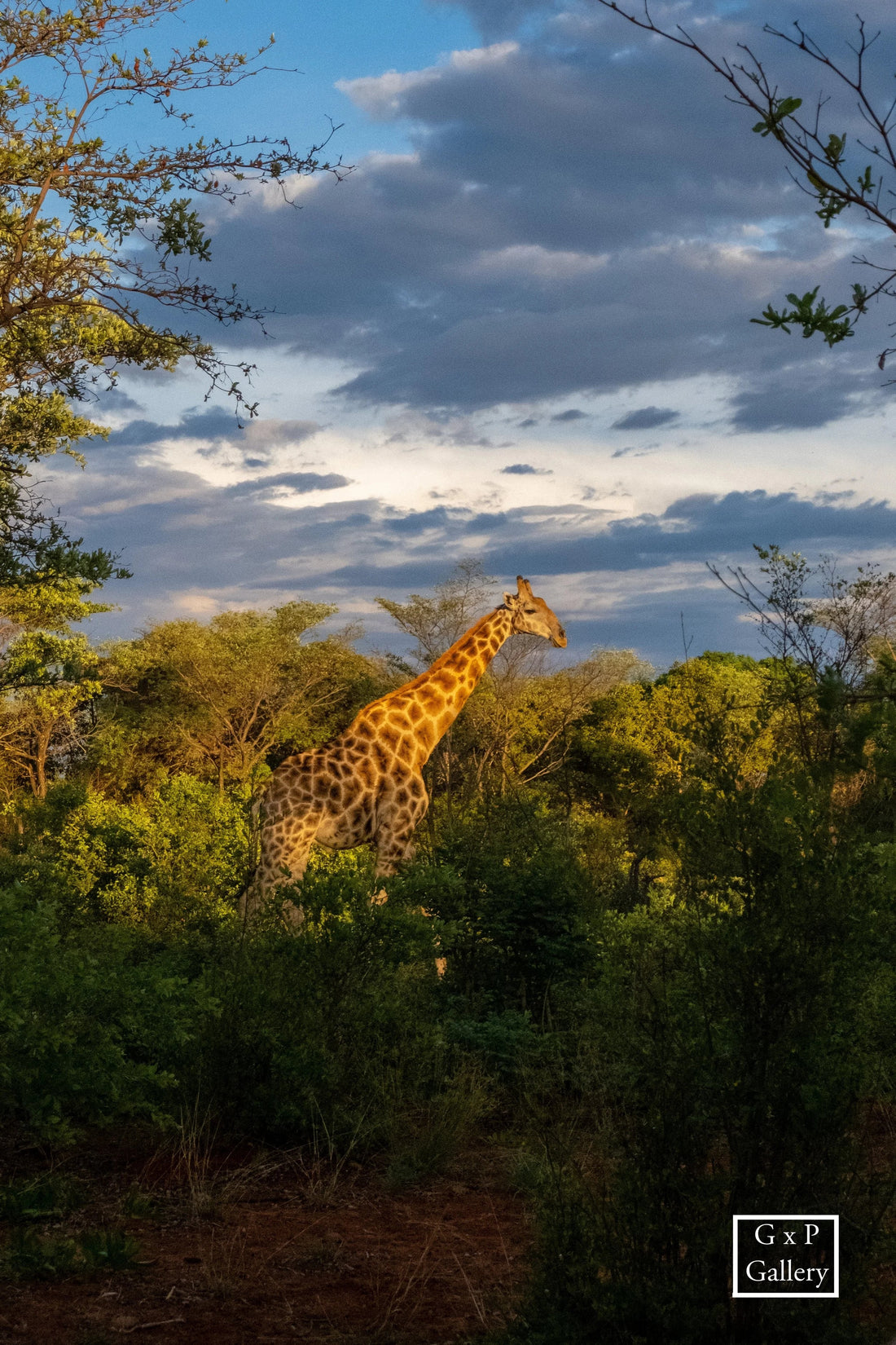 Embarking on an Enchanting Journey to Waterberg Plateau, Namibia