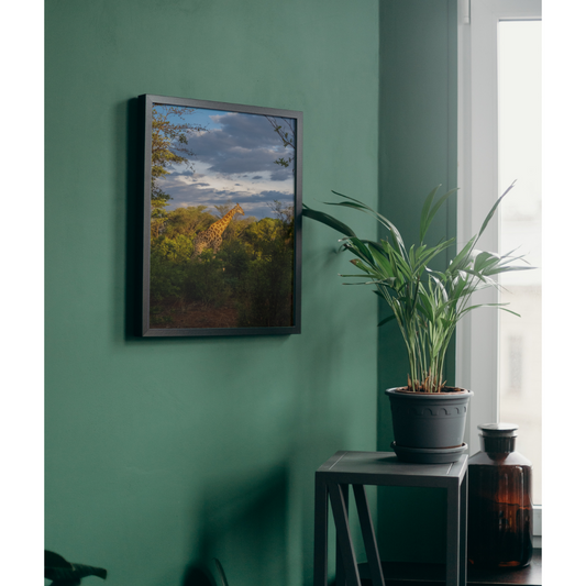 Giraffe on Waterberg Palteau - Fine Art Print - GxP Gallery