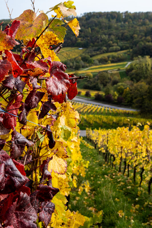 Vineyards - Fine Art Print - GxP Gallery