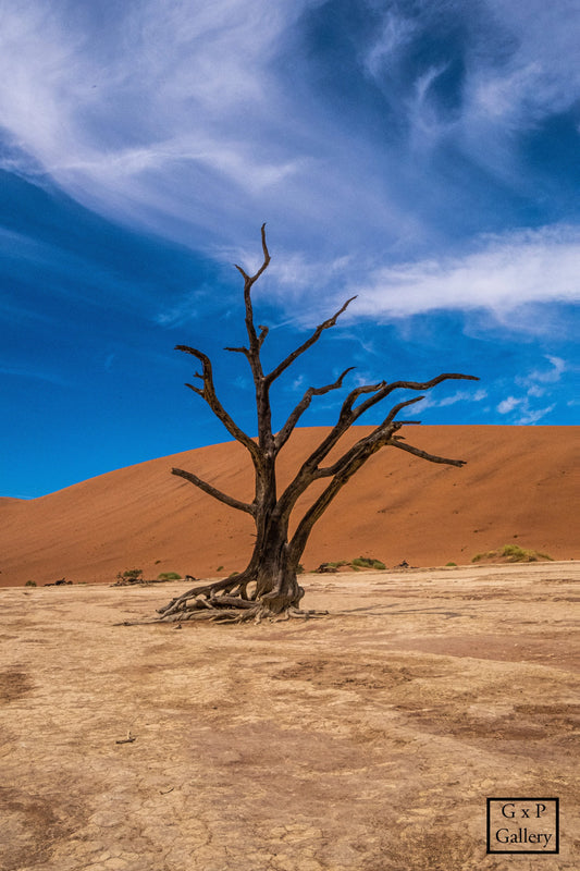 Deadvlei - Fine Art Print - GxP Gallery