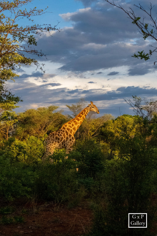 Giraffe on Waterberg Palteau - Fine Art Print - GxP Gallery